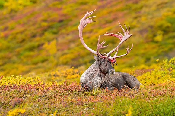 Caribou