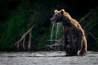 Grizzly Bear Katmai