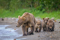 Grizzly Bear Katmai