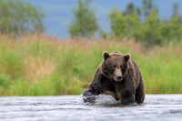 Grizzly Bear Katmai