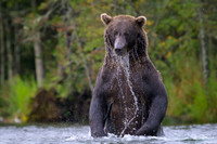 Grizzly Bear Katmai