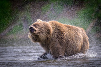 Grizzly Bear Katmai