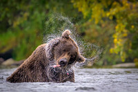 Grizzly Bear Katmai