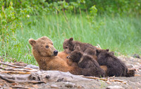 Grizzly Bear Katmai