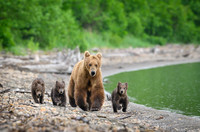 Grizzly Bear Katmai
