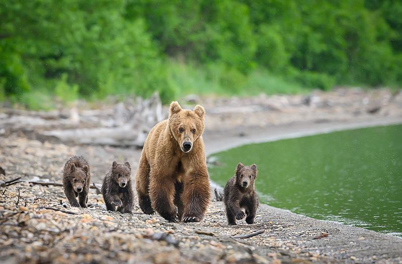 Grizzly Bear