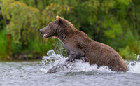 Grizzly Bear Katmai