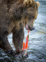 Grizzly Bear Katmai