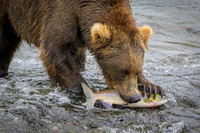Grizzly Bear Katmai