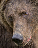 Grizzly Bear Katmai