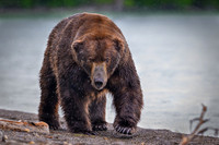 Grizzly Bear Katmai