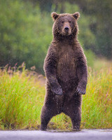 Grizzly Bear Katmai