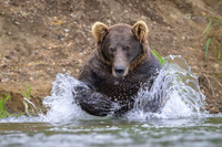 Grizzly Bear Katmai