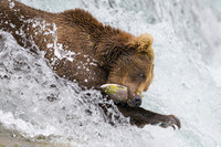 Grizzly Bear Katmai
