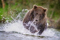 Grizzly Bear Katmai