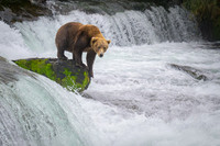 Grizzly Bear Katmai