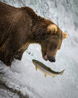 Grizzly Bear Katmai