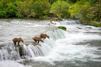 Grizzly Bear Katmai