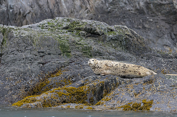 Harbor seal