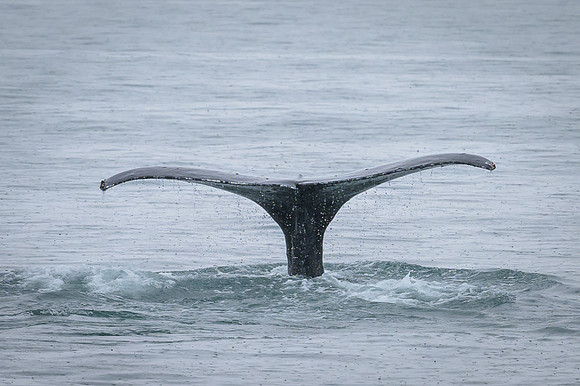 Humpback whale