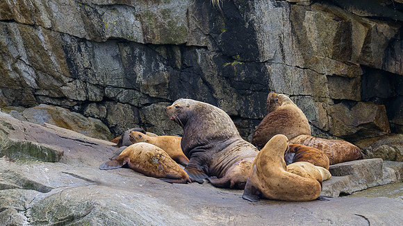 Sea Lion