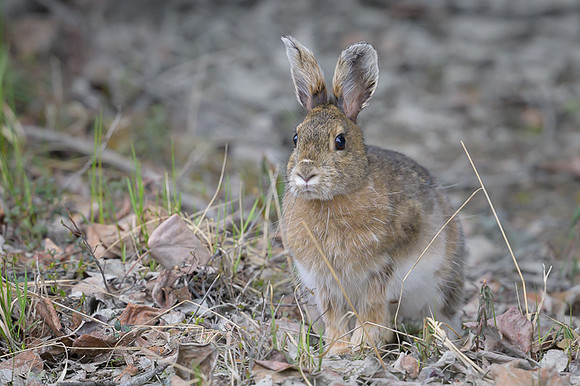 Snowshoe hare