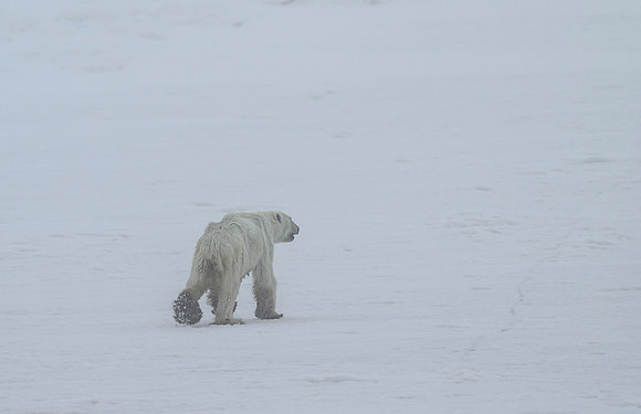 Polar Bear