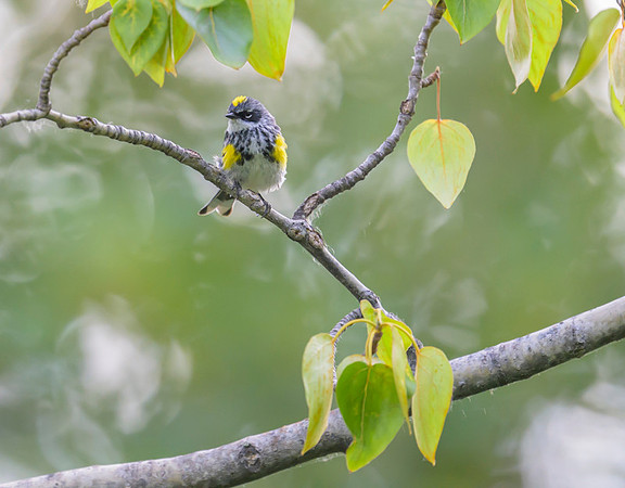 Yellow-rumped Warbler