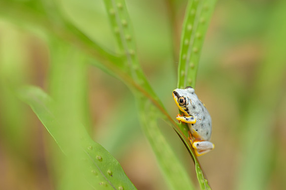 Heteruxalus m cariensis