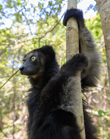 Indri lemur