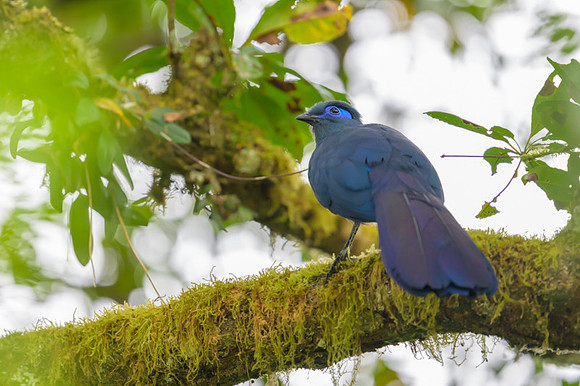 Blue coua