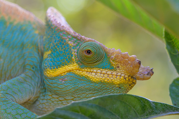 Parson's chameleon