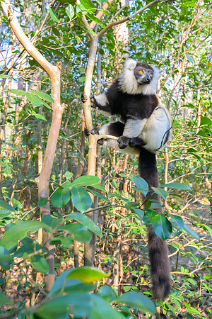 Black-and-white ruffed lemur