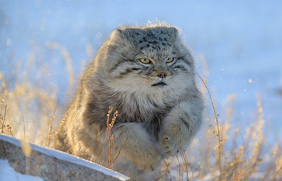 Pallas's cat