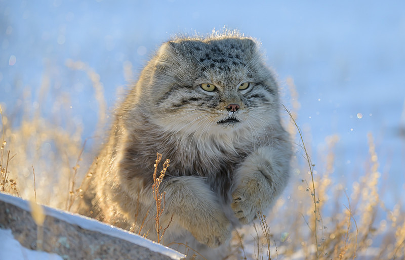 Pallas's cat