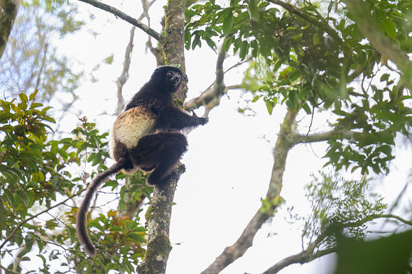 Milne-Edwards's sifaka