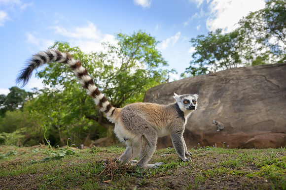 Ring-tailed lemurs