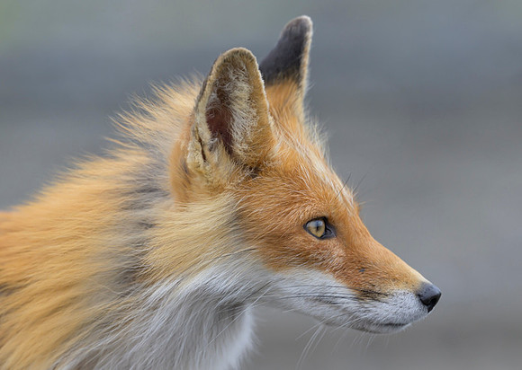 Red fox