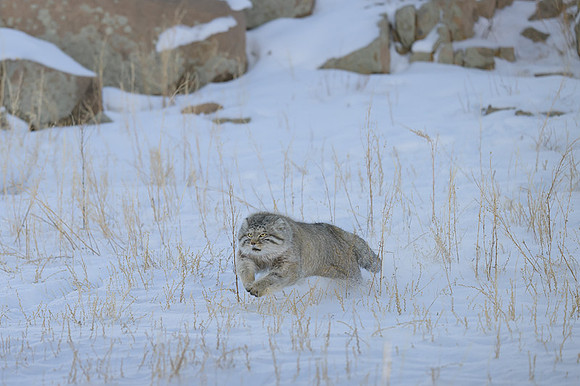 Pallas's cat