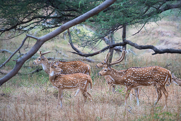 Spotted deer