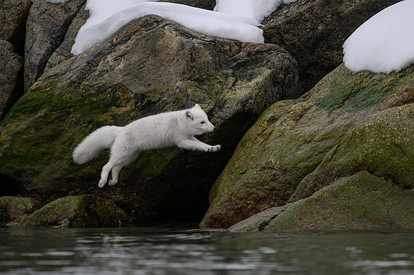 Arctic fox White