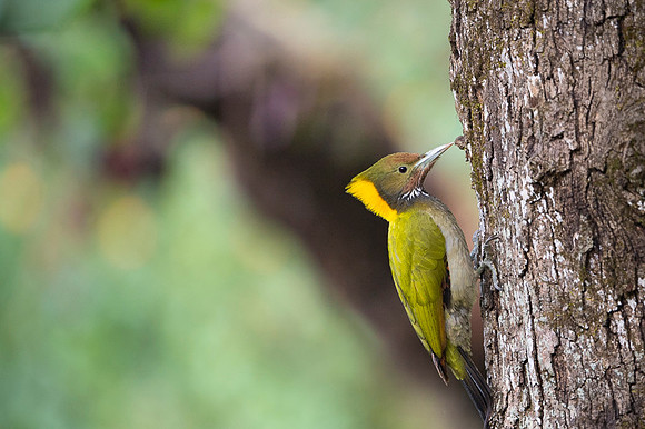 Greater yellownape