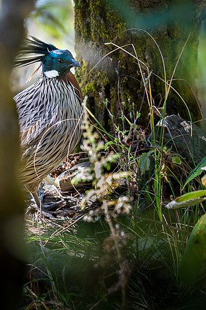 Koklass pheasant