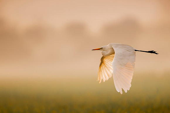 Cattle egret