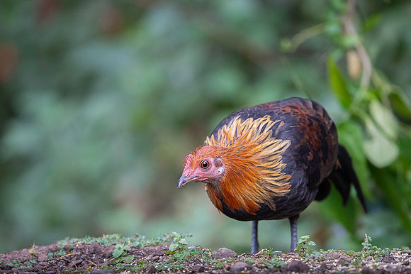 Red jungle fowl