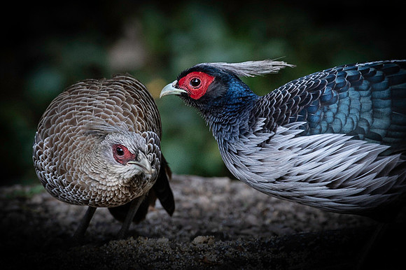 Khalij pheasant