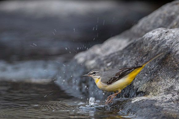 Yellow wagtail