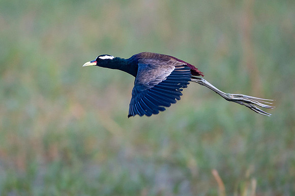 Bronze wing jackana