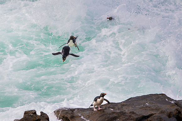 Southern rockhooper penguin