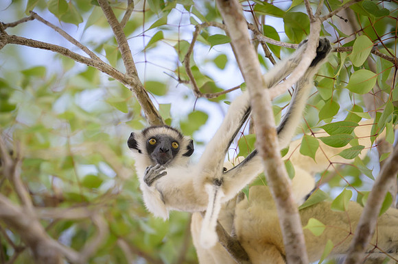 Verreaux's sifaka